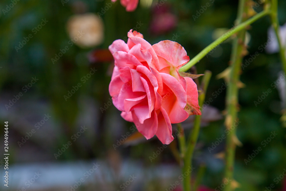Beautiful pink rose growing in the garden. Beautiful pink rose growing in the garden.