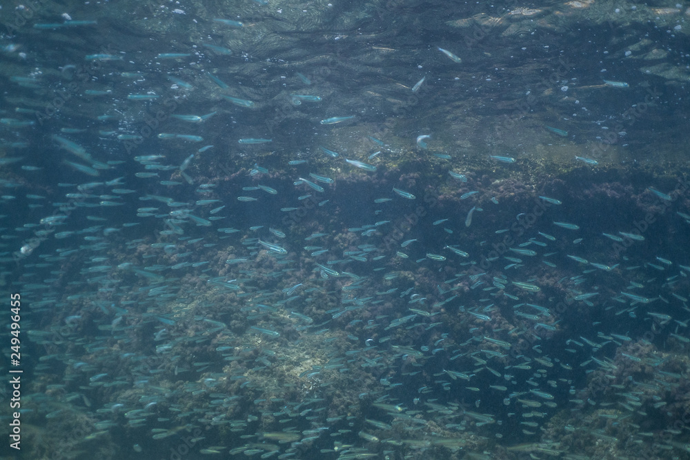 school of fish underwater, Huge school of fusiliers on a tropical coral reef in the Mallorca