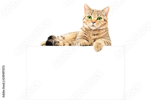 Portrait of a graceful cat Scottish Straight, lying on the banner, isolated on a white background