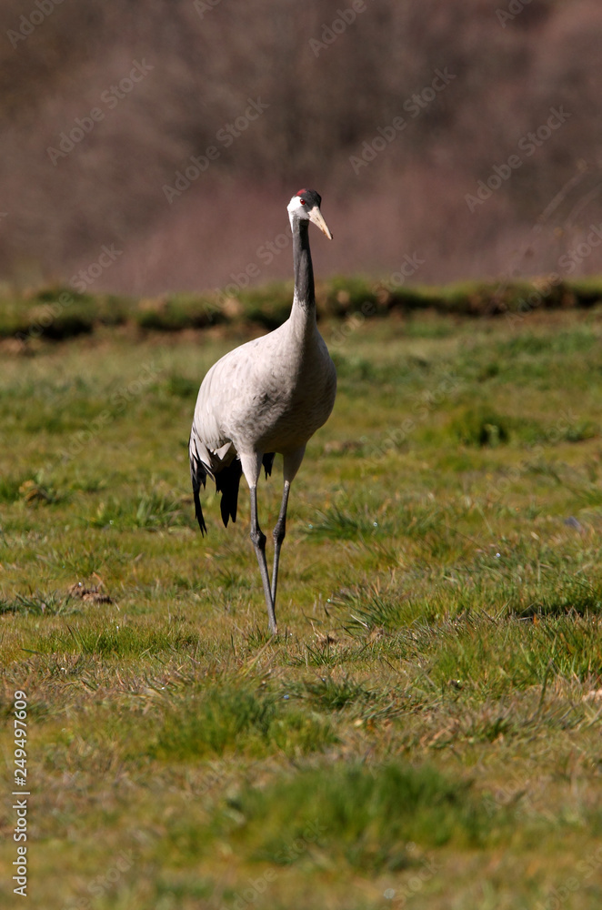 Common crane. Grus grus Common crane. Grus grus