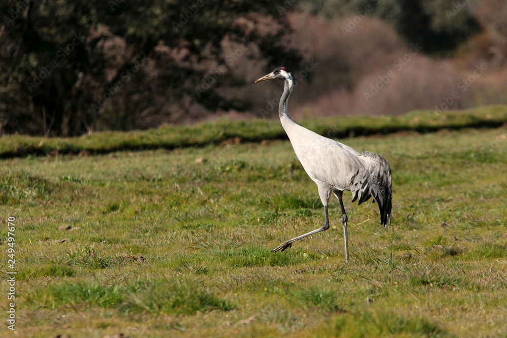 Obraz premium Common crane. Grus grus