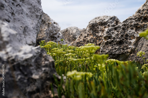 great rock texture close up photography, blue sky background, beautiful flowers in between rocks and stones, macro photography of stones and flowers
