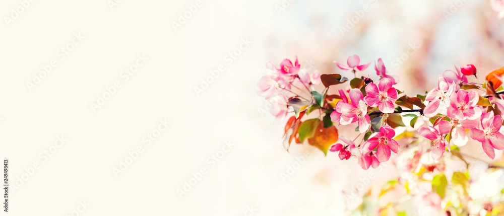 Springtime sunny day floral mockup with blooming pink flowers branch. Soft light natural freshness spring nature blossoming landscape. macro view, copy space
