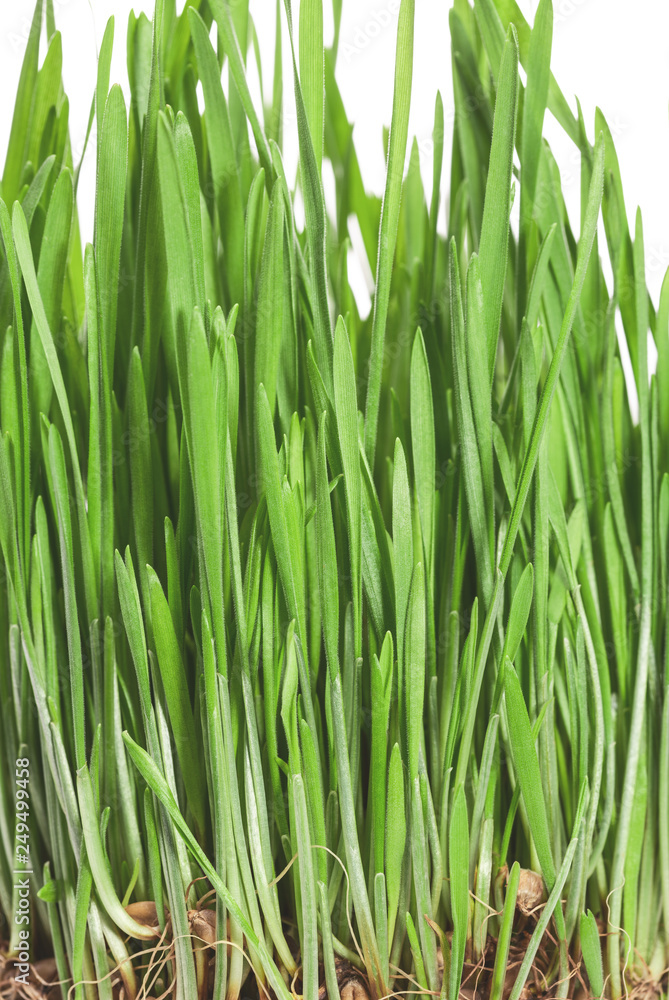 Green wheat sprouts, closeup. Healthy food. Green wheat sprouts, closeup. Healthy food.
