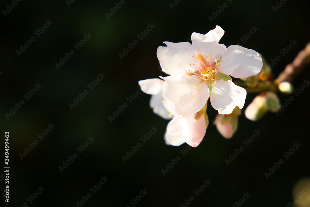 Obraz premium Almendro en flor