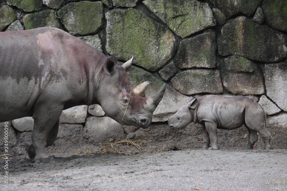 Fototapeta premium ヒガシクロサイの親子（サイ、Eastern Black Rhinoceros）