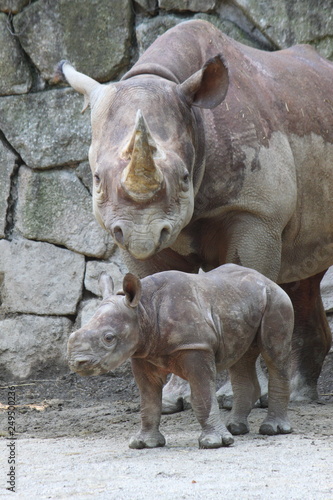 ヒガシクロサイの親子（サイ、Eastern Black Rhinoceros）