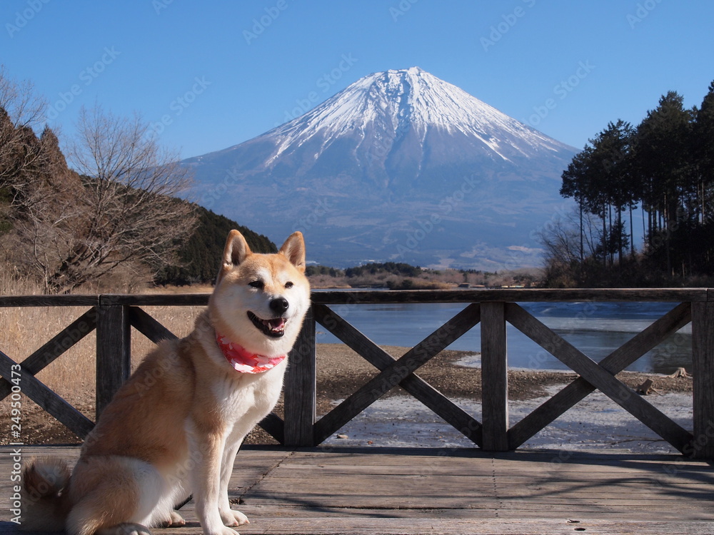 富士山と柴犬 Stock 写真 | Adobe Stock