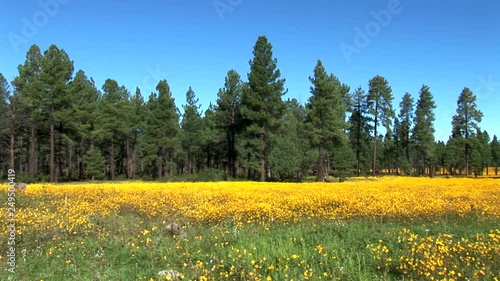 Pinetop Flower Meadow-xws photo