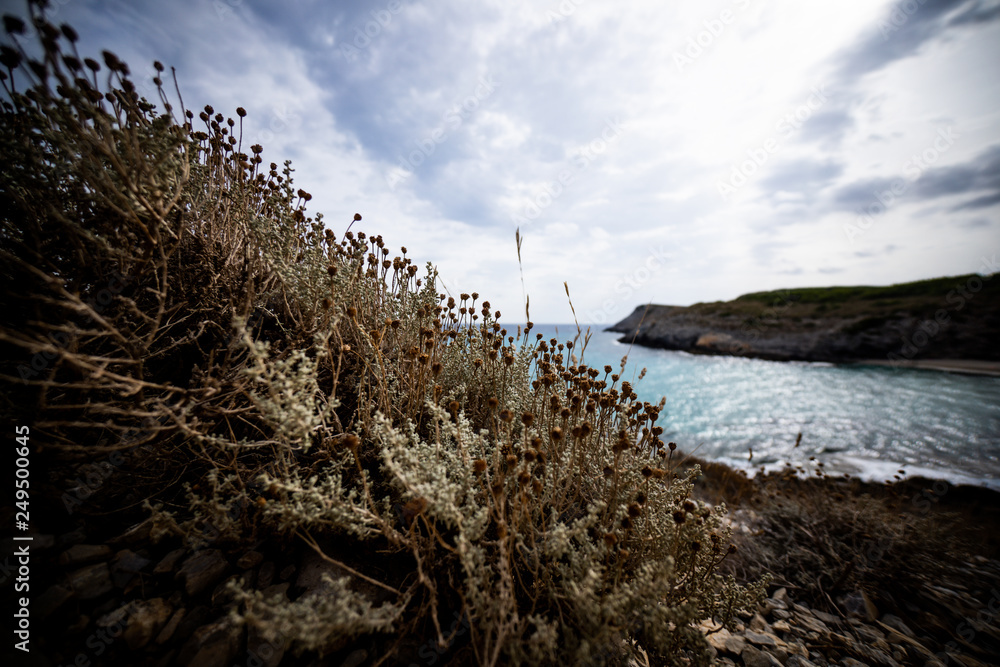 great flowers in front of a beautiful beach in Mallorca Spain, super wide angle shot photography