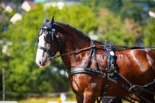 Carriage horse, Shirehorse, tense in single-horse, imin breast sheet tension with Liverpool Kandarre..