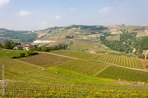 Aerial view of the vineyards of Langhe  Piedmont.