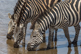 Zebras Tarangire NP