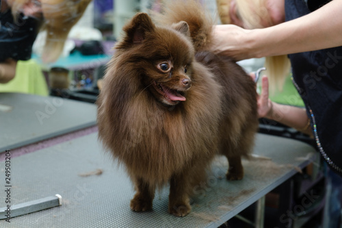 Pomeranian hair cut, dried and combed after shampooing hair with master grooming salon for dogs