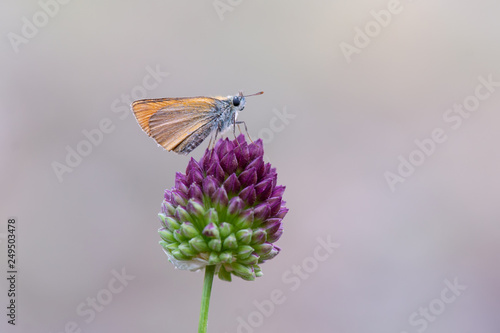 Hesperiidae / Sarı Antenli Zıpzıp / / Thymelicus sylvestris photo