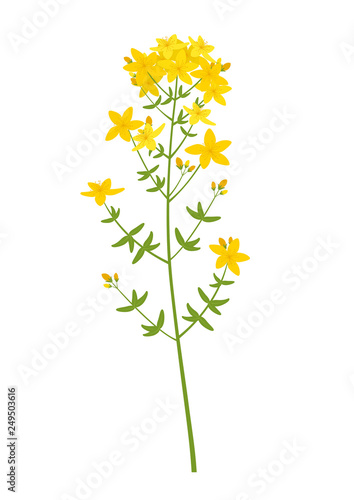 Fényképezés St. John’s wort (Hypericum perforatum)
