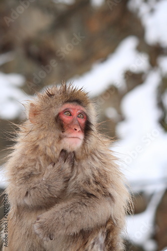 雪の中のニホンザル（Snow Monkey）