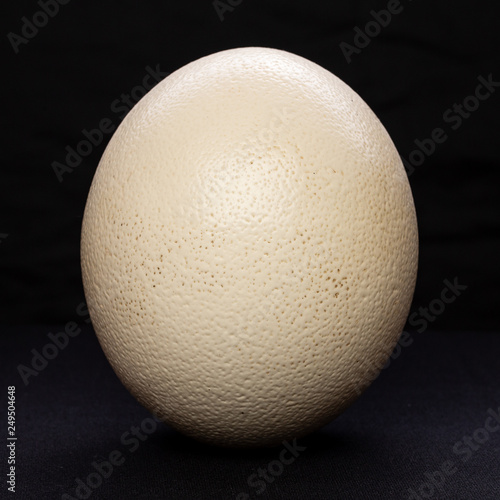 Ostrich egg isolated on black background