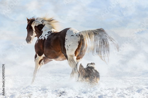 Schilderij op canvas Olenas Valentine, American Paint Horse with dog in snowy day in winter