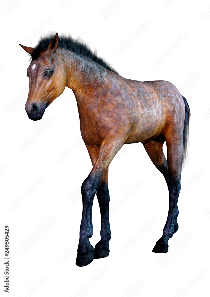 Obraz premium 3D Rendering Horse Foal on White