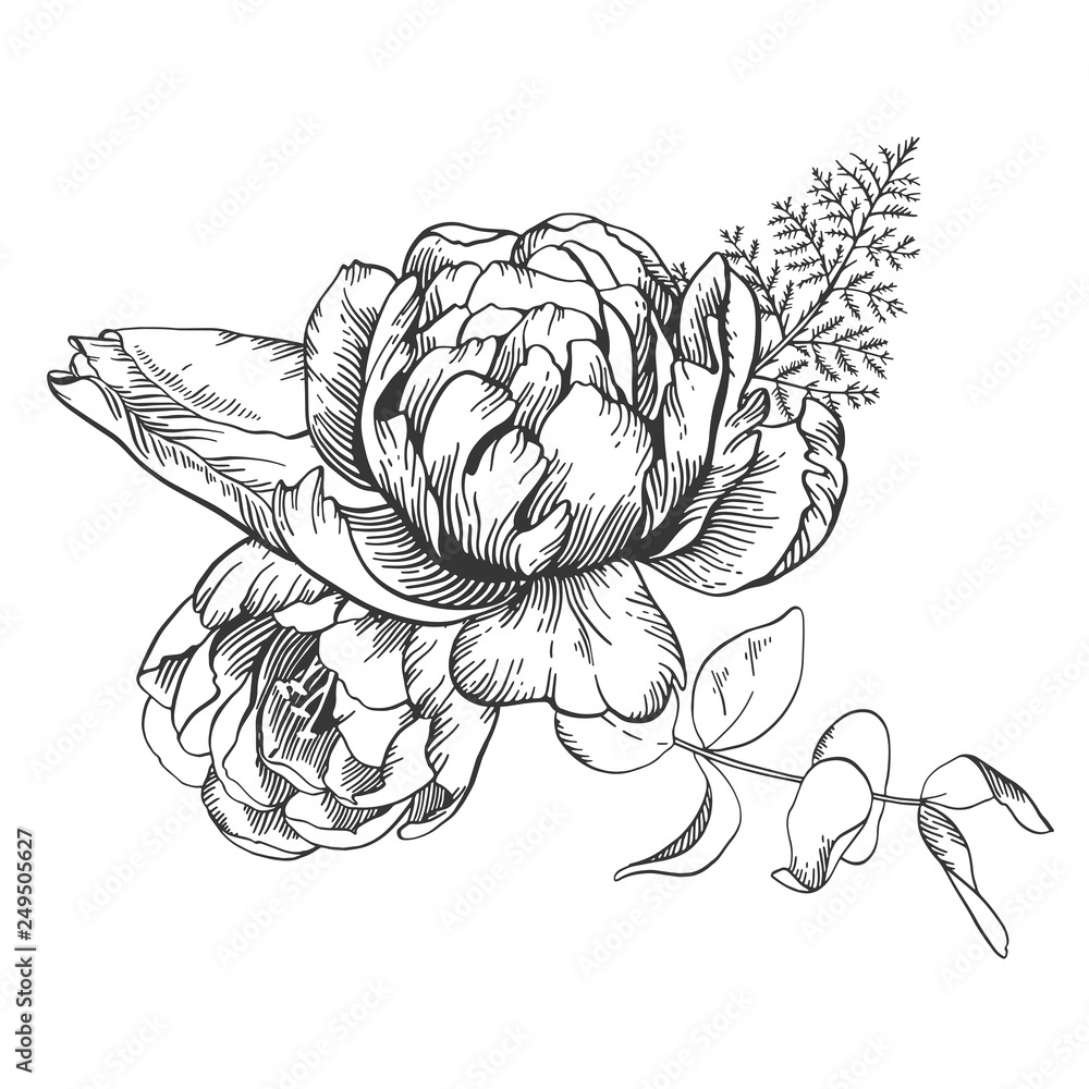 Black and white vector line sketch illustration, bouquet of tulip and peony.