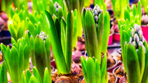 flower background . Growing hyacinth . flower shop . Flowers for sale .   green leaves in greenhouse . 