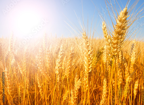 golden Wheat closeup