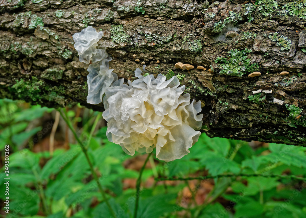 Mushroom Tremella fuciformis. Snow fungus. Chinese gelatinous fungi