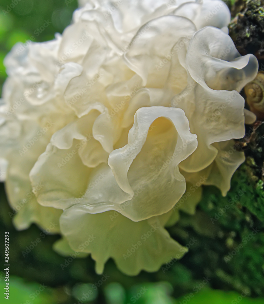 Mushroom Tremella fuciformis. Snow fungus. Chinese gelatinous fungi