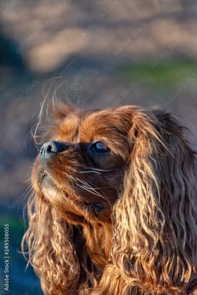 Cavalier King Charles Spaniel dog is having fun in the forest Cavalier King Charles Spaniel dog is having fun in the forest
