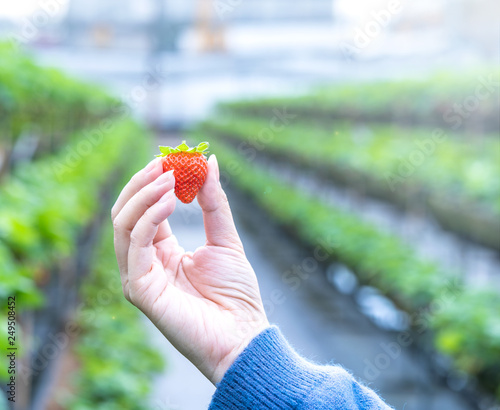 A young woman in blue sweater is collecting up and holding fresh seasonal strawberries in the hands isolated on the garden, concept of organic farming, close up, copy space, macro.