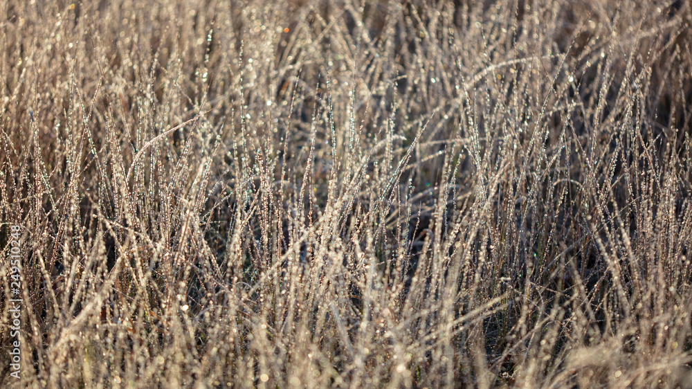 Obraz premium Dry grass in the morning at sunrise