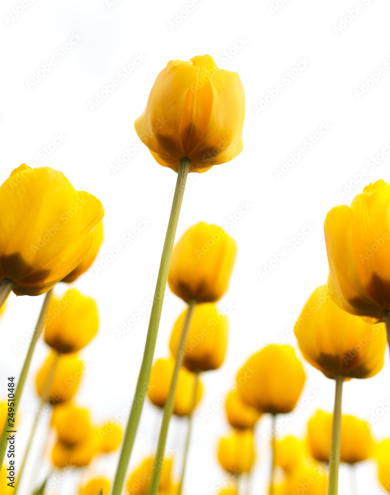 Fototapeta premium Yellow tulips in the park as background