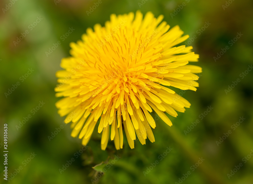 Yellow dandelion flowers in the park Yellow dandelion flowers in the park