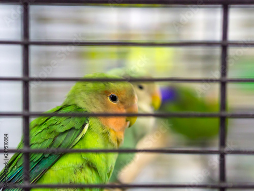 Close-up green colored lovebirds standing in cage.