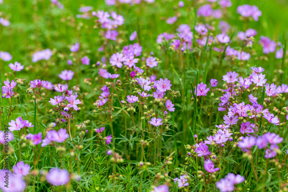 Beautiful purple flowers in nature Beautiful purple flowers in nature