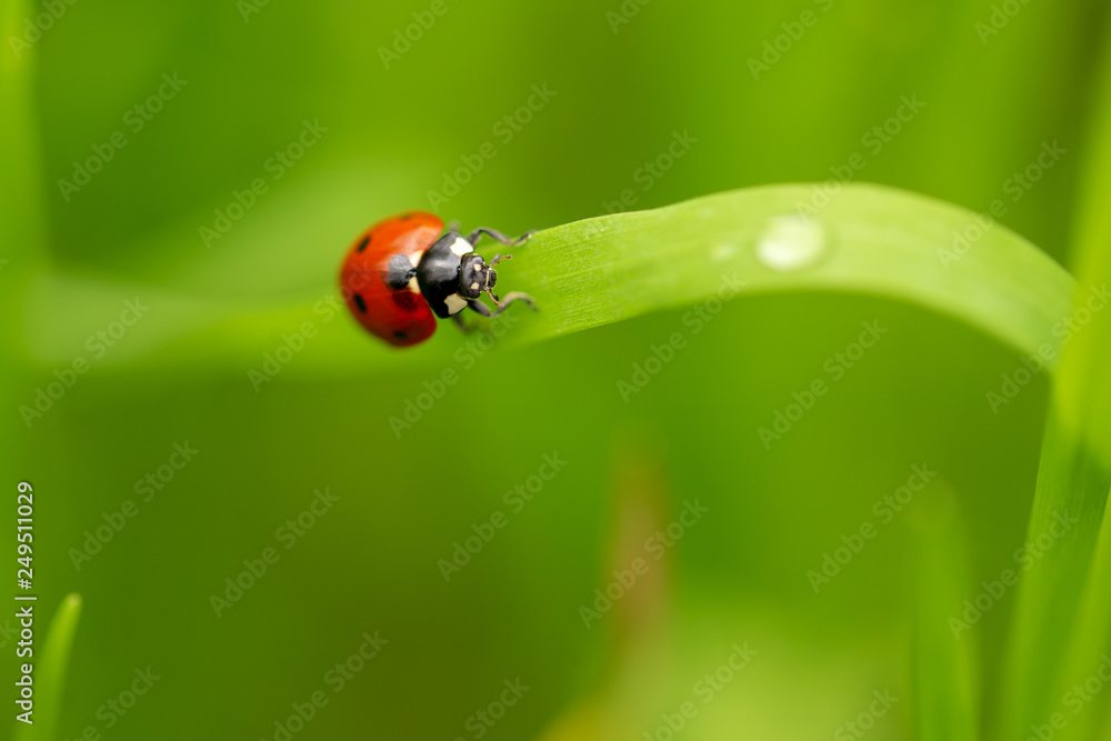 Ladybug on green grass