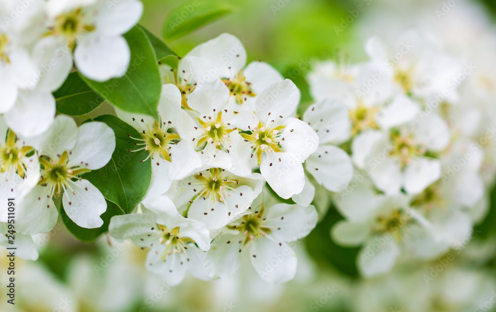 Flowers on pear branches in spring Flowers on pear branches in spring
