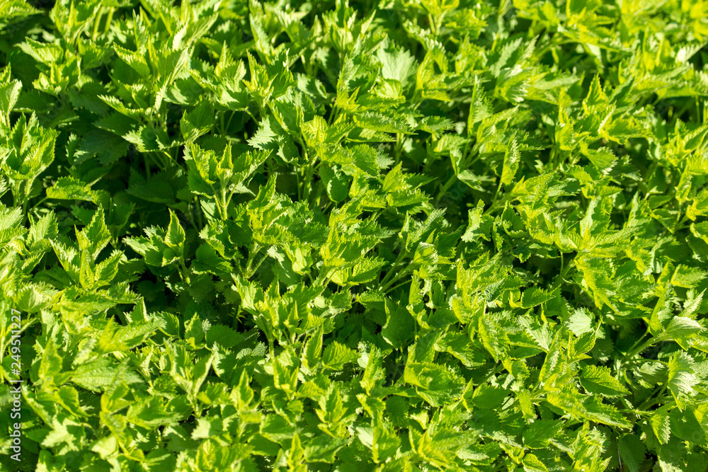 Green leaves on nettle in spring