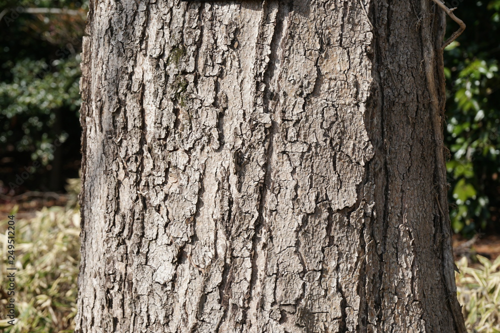 Fototapeta premium トチノキの樹皮