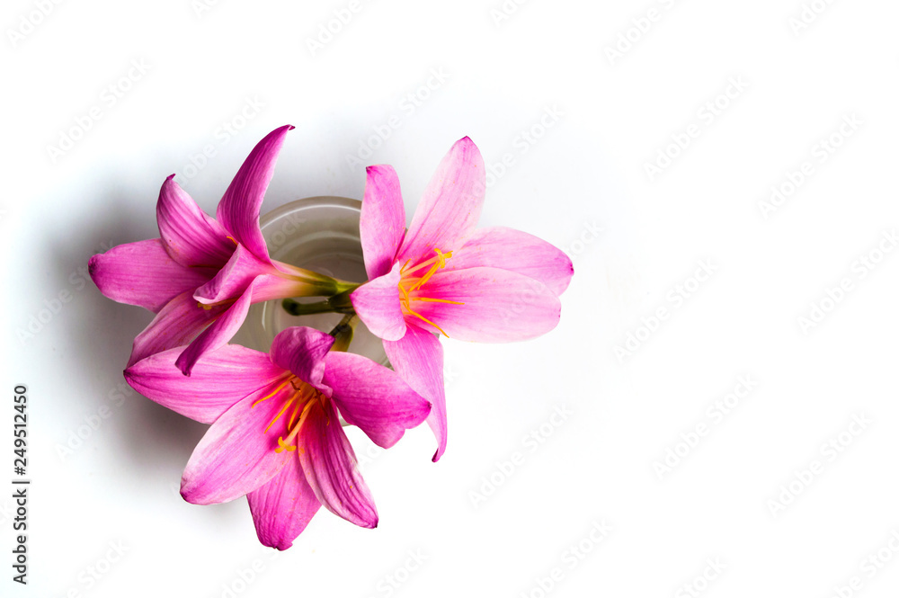 Pink lily flowers on white background Pink lily flowers on white background