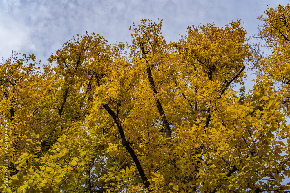 Towering poplar trees at tree farm in Berlin Germany during fall season, fall in Berlin Germany, amazing trees in the capital city of Germany, natural blue sky background Towering poplar trees at tree farm in Berlin Germany during fall season, fall in Berlin Germany, amazing trees in the capital city of Germany, natural blue sky background