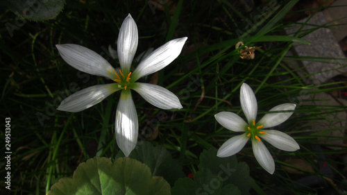 Rain Lily flower blooming in nature garden, Rain White flower is called "First Love", usually blooming after a lot of rain, beautiful flower in spring time. 