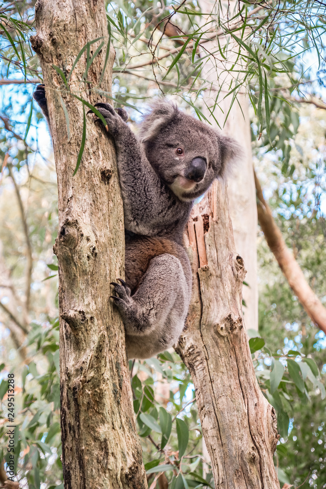 Obraz premium Wild koala climbing up a tree in Adelaide Hills, South Australia