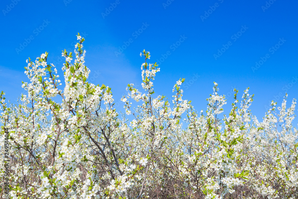 Beautiful cherry blossoms white flowers in spring time in sunny day Beautiful cherry blossoms white flowers in spring time in sunny day