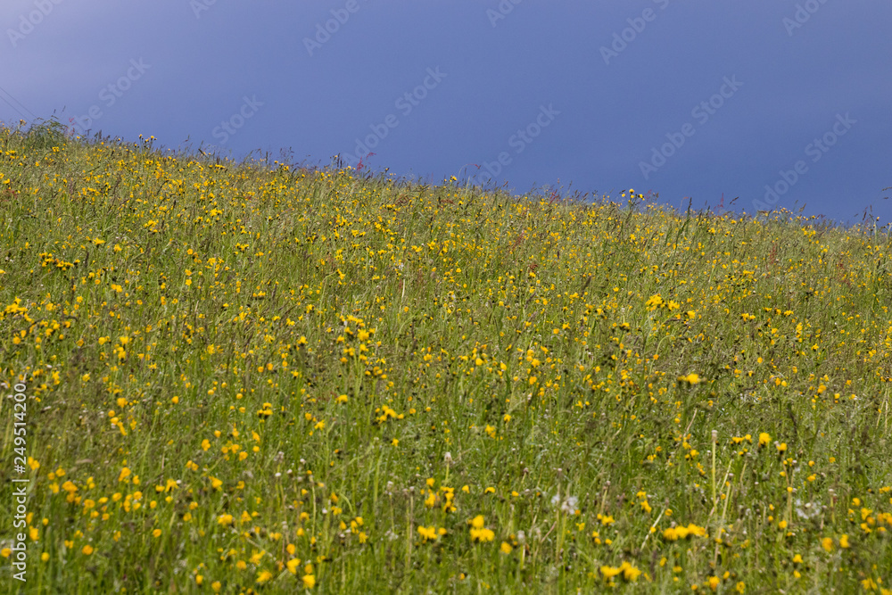lush alpine meadow