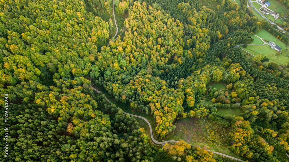 amazing forest in austria during fall season with a road in the middle of the woods, pure nature photography in the heart of austria, 