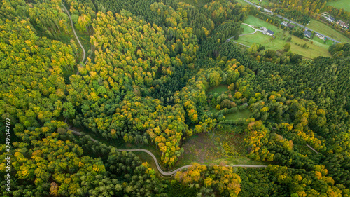 amazing forest in austria during fall season with a road in the middle of the woods, pure nature photography in the heart of austria, 