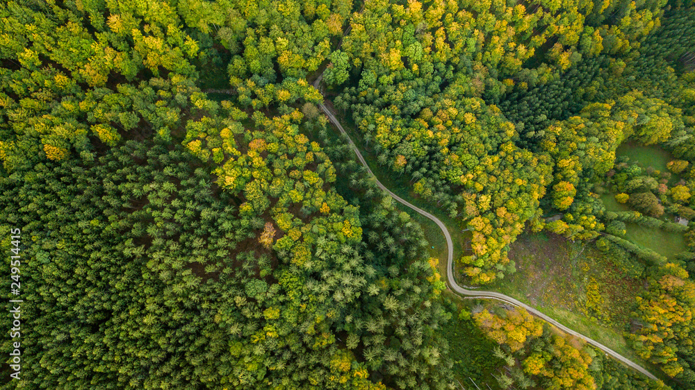 amazing forest in austria during fall season with a road in the middle of the woods, pure nature photography in the heart of austria, amazing forest in austria during fall season with a road in the middle of the woods, pure nature photography in the heart of austria,