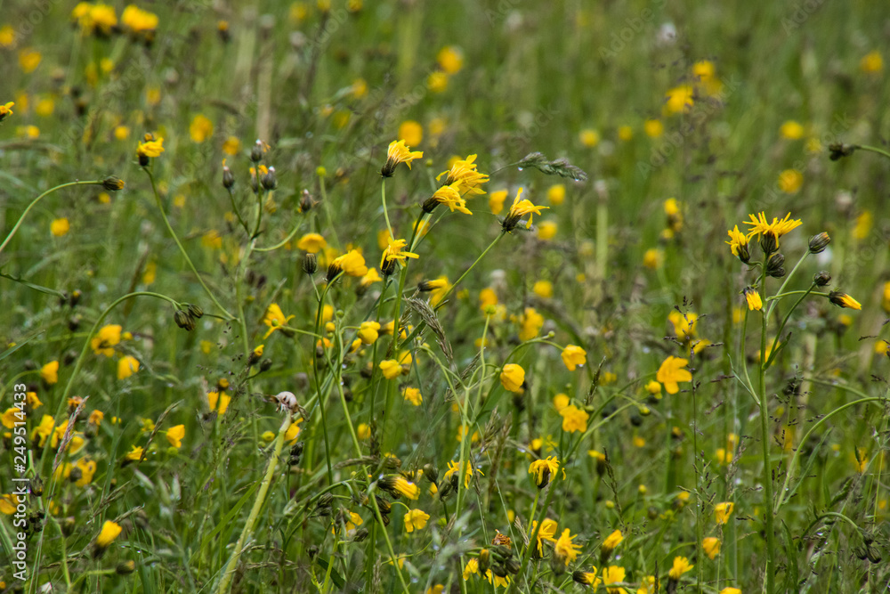 lush alpine meadow lush alpine meadow